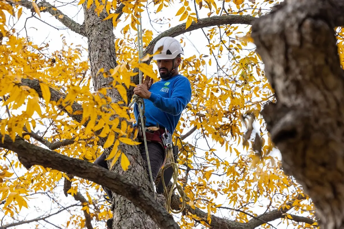 Skilled Tree Pruning crew working in Ackworth